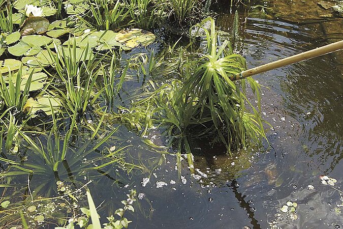 Gartenteich Haken für Algen