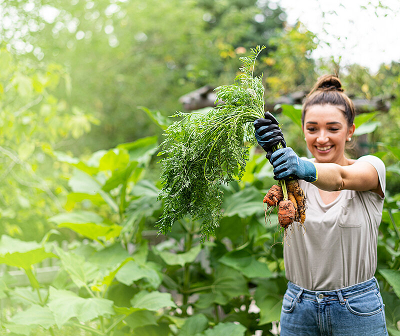 Gemüsegarten richtig planen