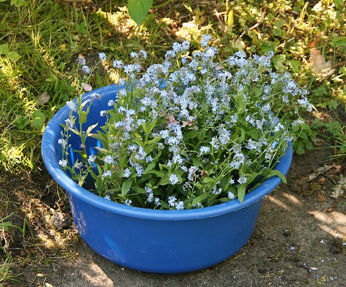 Garten Pflanzen umziehen Umzug