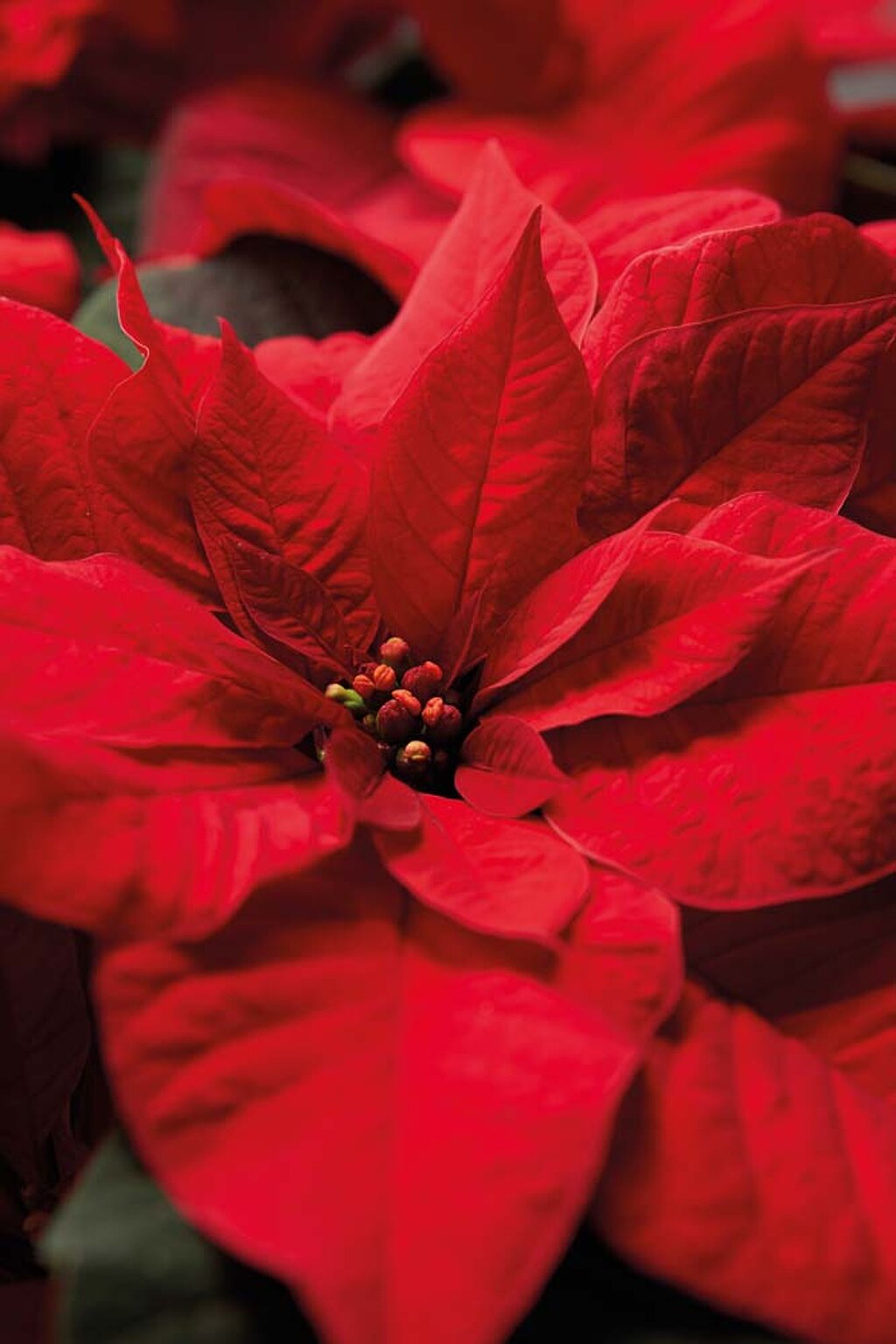 Weihnachtsstern Pflege