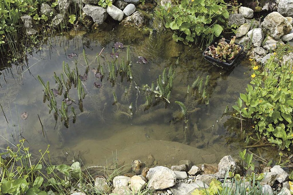 Gartenteich voller Schlamm