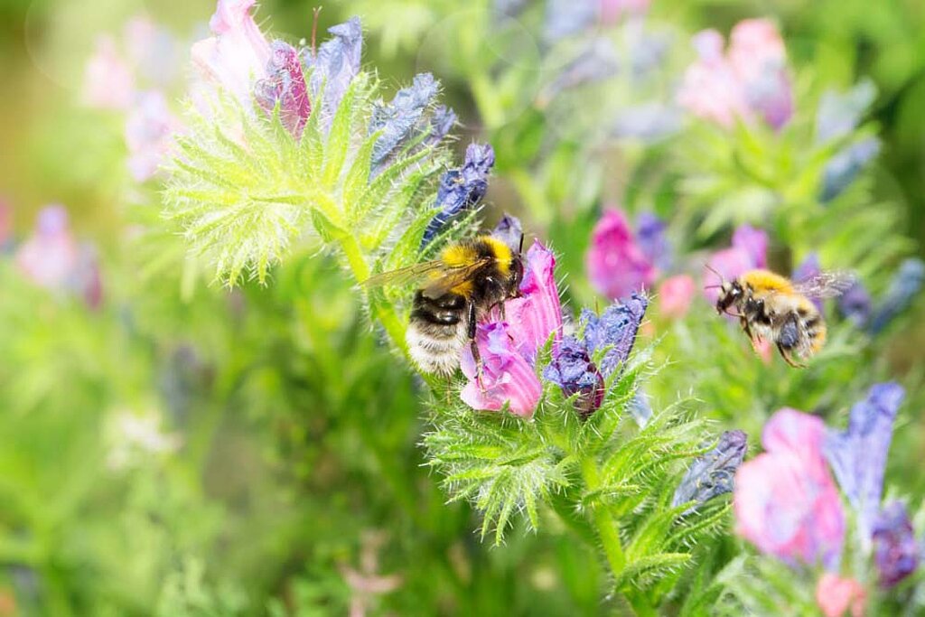 Garten Insekten Biene Hummel Blüte