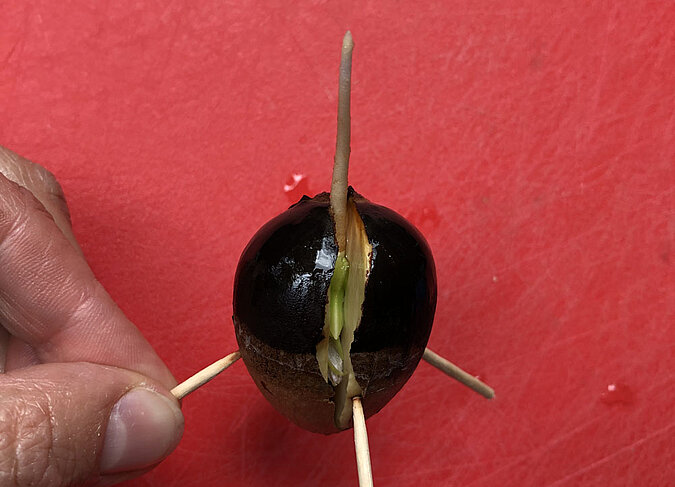 Gemüse Regrow Avocado