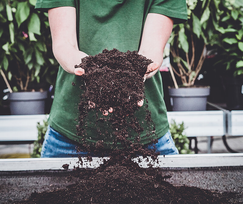 Gärtnern ohne Torf – Hände lassen torffreie Erde auf einen Pflanztisch rieseln, nachhaltiges Umtopfen von Pflanzen im Garten mit umweltfreundlichem Substrat