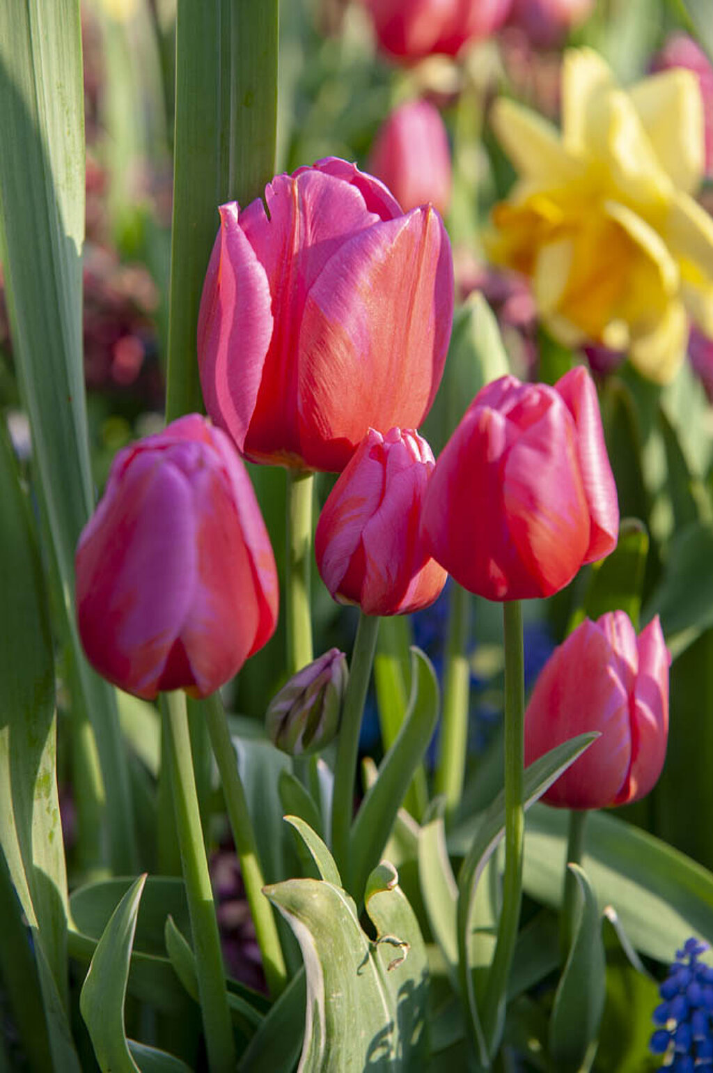 Tulpen Blumenzwiebeln 
