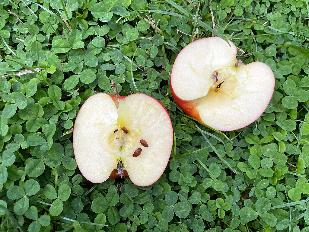 Tipps zur Apfelernte: aufgeschnittener Apfel