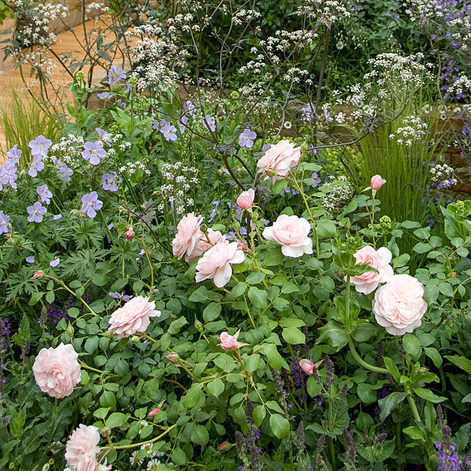Rosenbusch mit hellrosa gefuellten Blueten