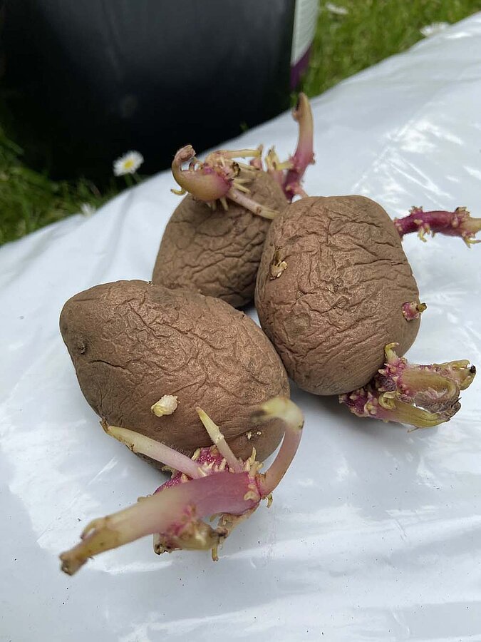 Gemüse vermehren Regrowing Kartoffel