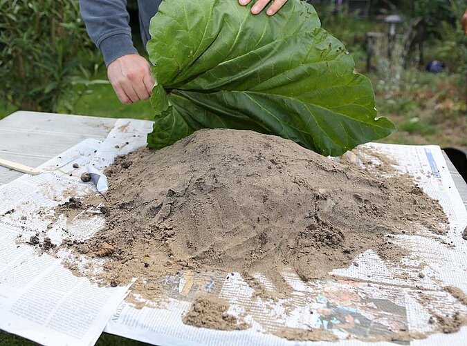 Vogeltränke Beton Blatt auflegen