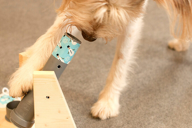 Futtersuchspiel für Hunde bauen