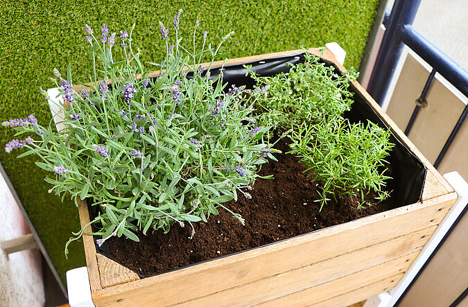 Lavendel und Kuechenkrauter in einem Hochbeet