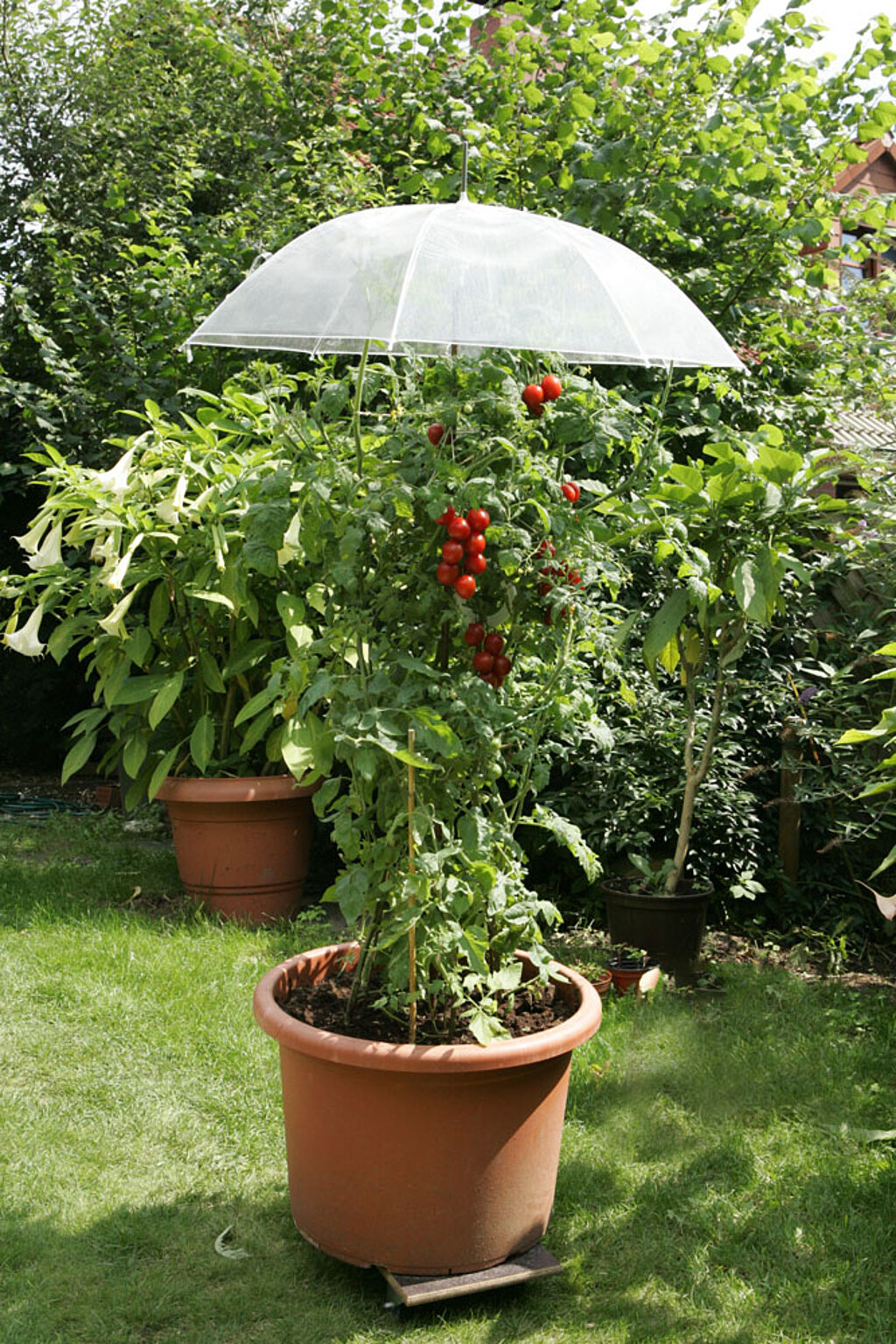 Tomaten pflanzen – Tomatenpflanze im Topf auf der Terrasse mit Sonnenschirm als Schutz vor intensiver Sonne und optimalen Wachstumsbedingungen