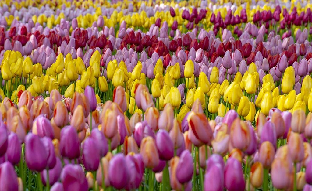 Tulpen Blumenzwiebeln 
