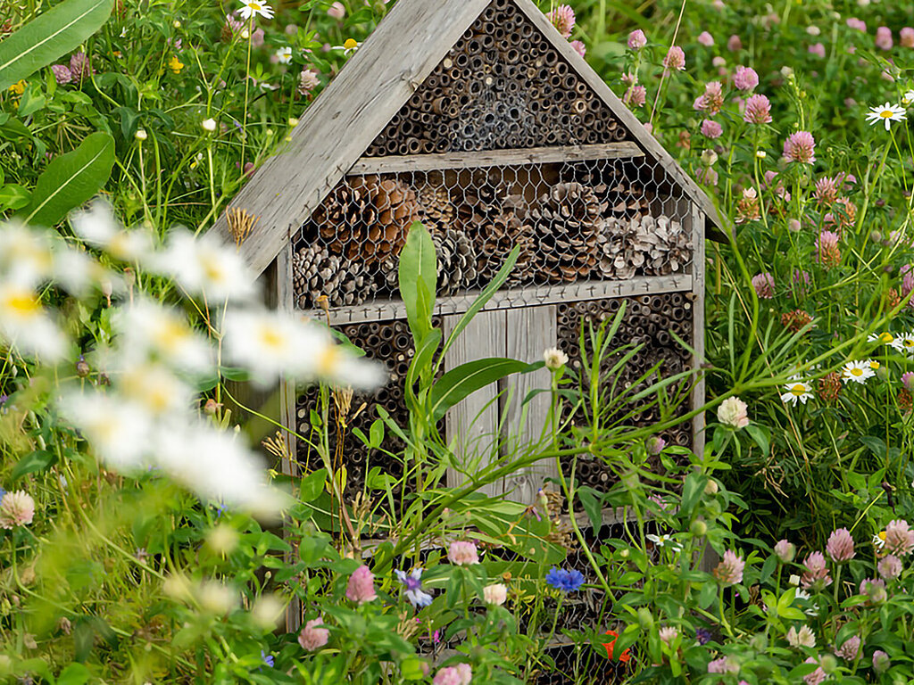 Insektenhaus in bunter Blumenwiese