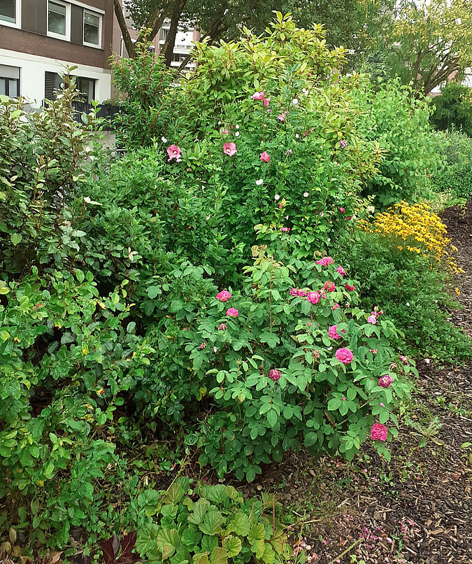 Bild von Rosen