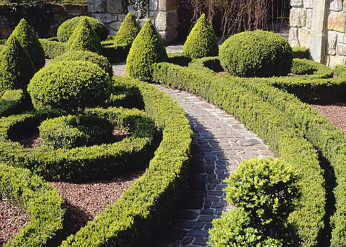 Buchs als Hecke, in Form gebracht