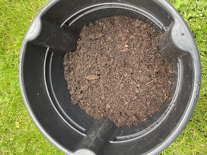 Gemüse vermehren Regrowing Kartoffel