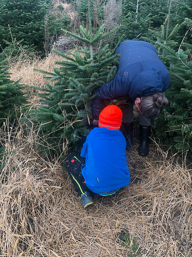 Nachhaltiger Weihnachtsbaum: Tipps für Kauf und Entsorgung – Kind wählt auf einer Tannenbaumplantage einen regional angebauten Weihnachtsbaum als bewusste und umweltfreundliche Entscheidung