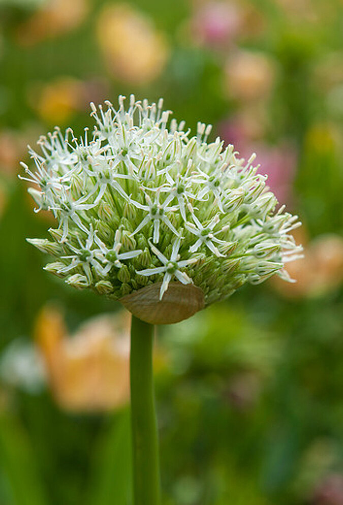 blumenzwiebeln allium zierlauch bluete ibulb 01