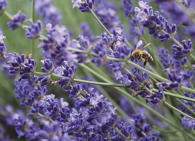 Nahaufnahme bluehender Lavendel mit einer Biene