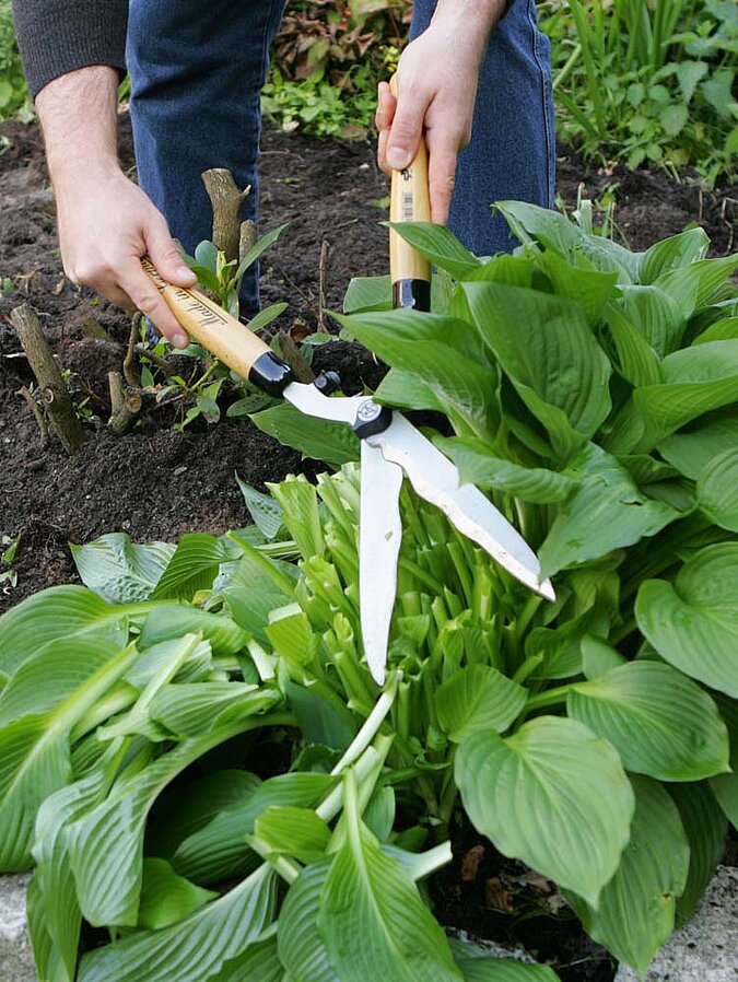 Garten Pflanzen umziehen Umzug