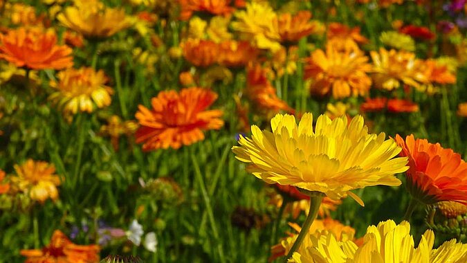 Ringelblume