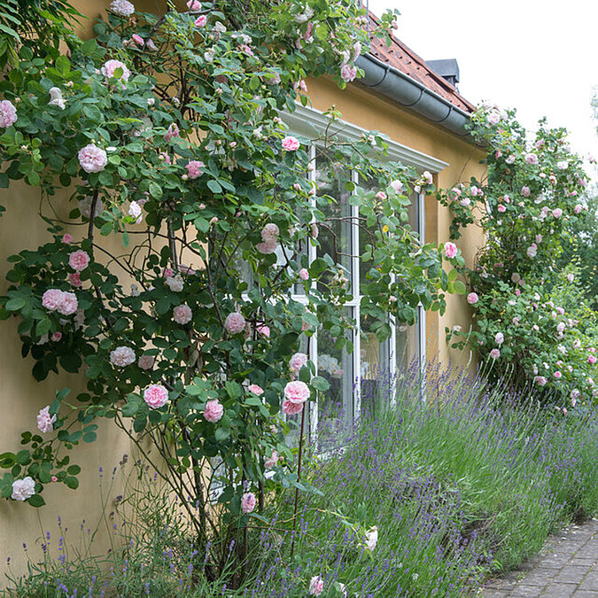 hellrosa Rosen ranken an einer Hauswand