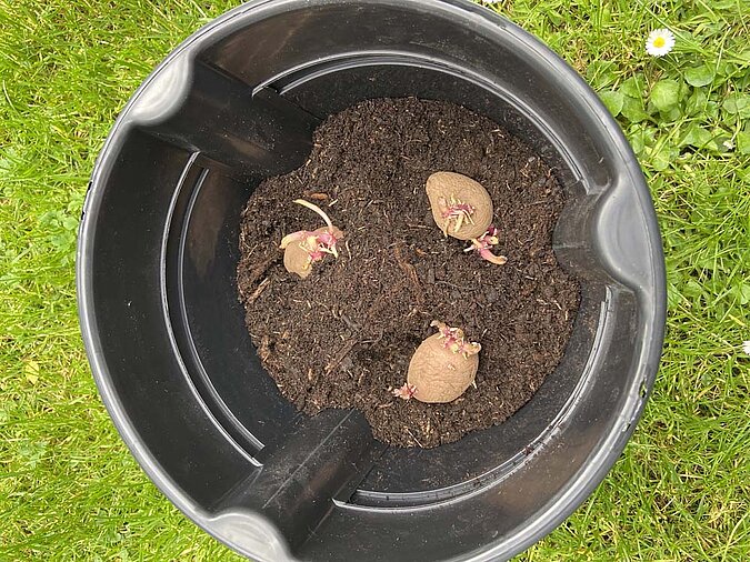 Gemüse vermehren Regrowing Kartoffel