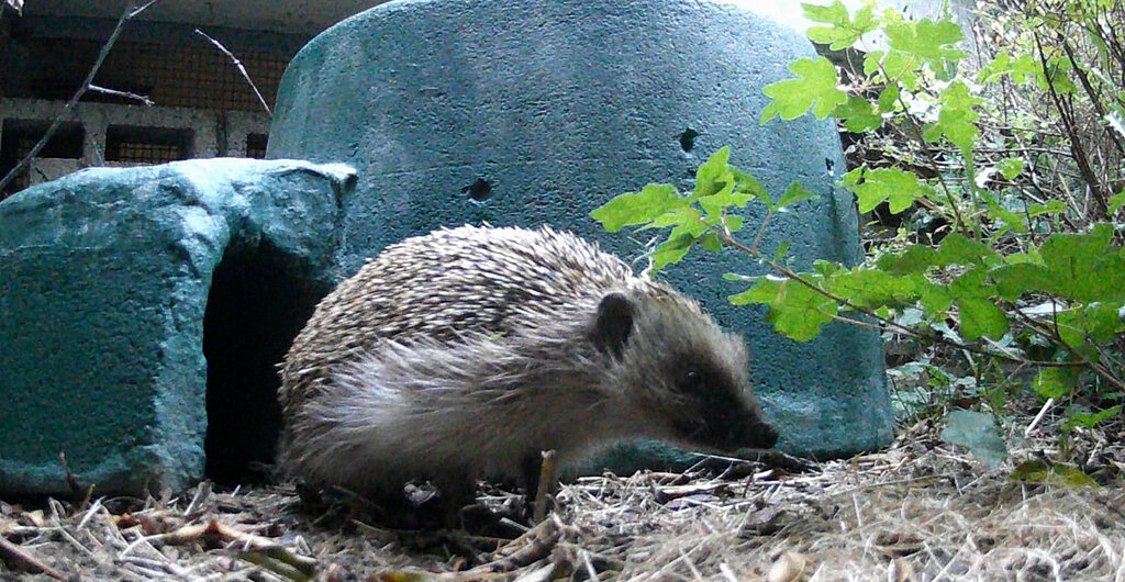 Igel sitzt vor einem selbst gebauten Igelhaus