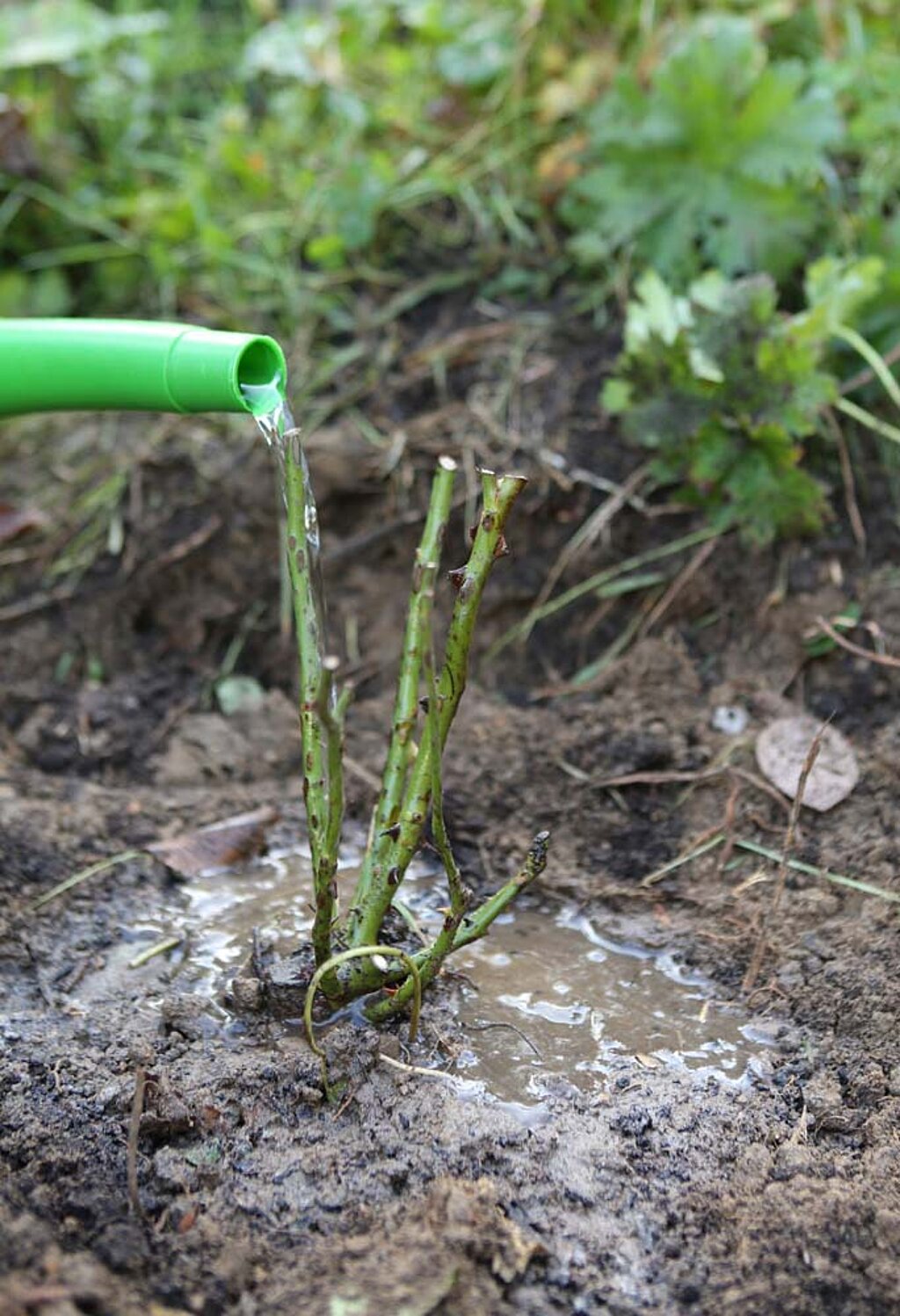 Rosen pflanzen wässern gießen