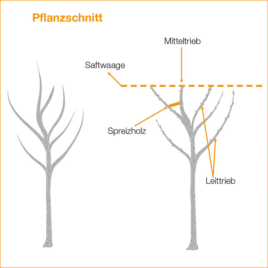 Die wichtigsten Schnittarten