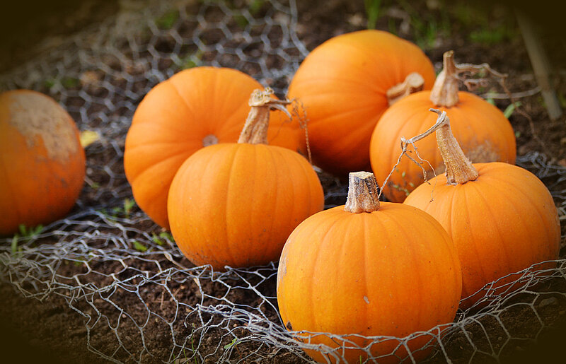 Kürbisse 