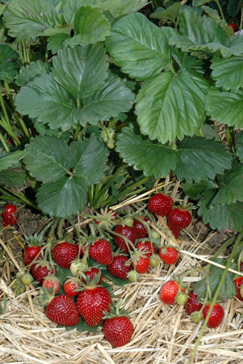 Erdbeeren selbst anbauen