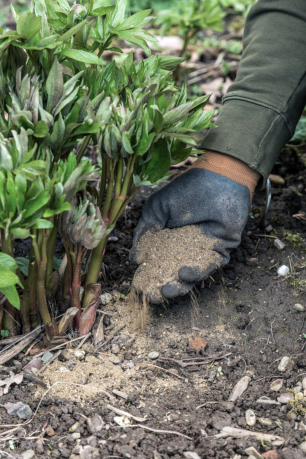 Gartenarbeiten Frühling: Stauden im Gartenbeet mit Dünger versorgen und Boden für gesundes Wachstum im Frühling vorbereiten