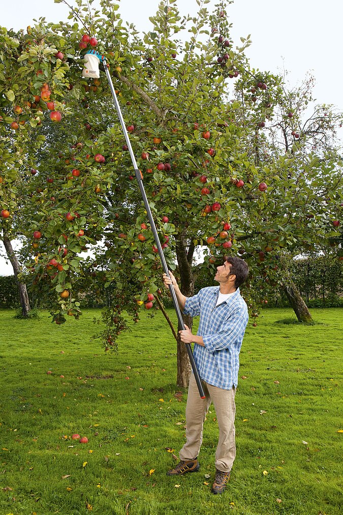 Mann pflückt mit Obstplücker einen Apfel