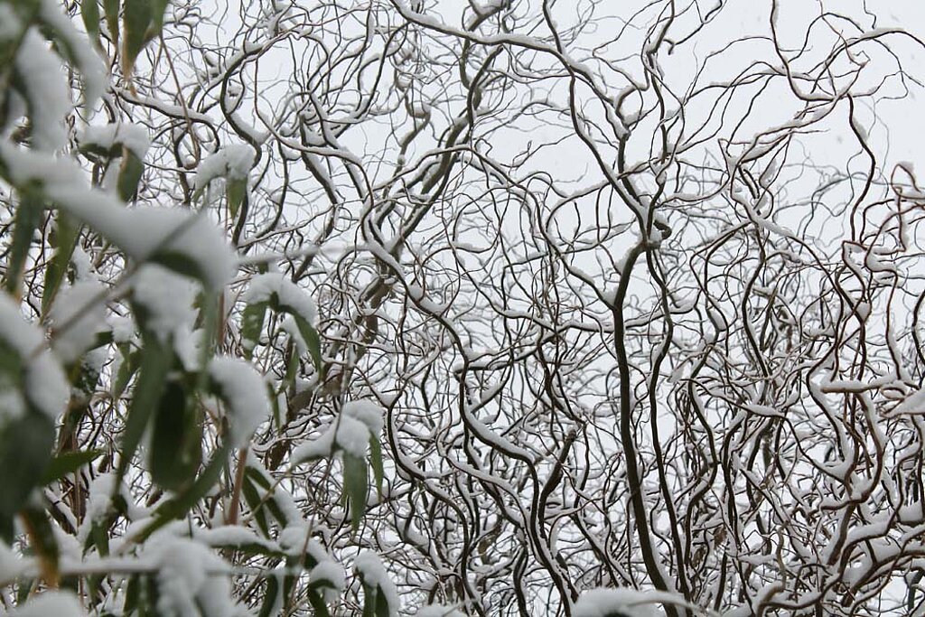 Garten im Winter Baumkrone