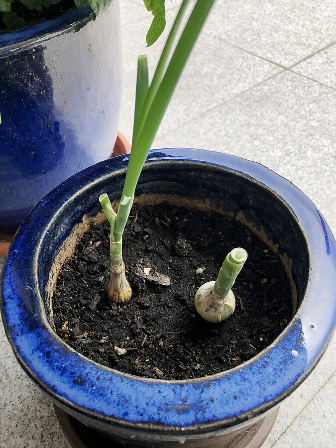 Gemüse Regrow Frühlingszwiebel