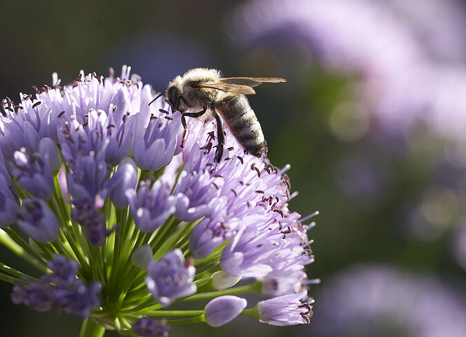 Biene sitzt auf lila Blüte
