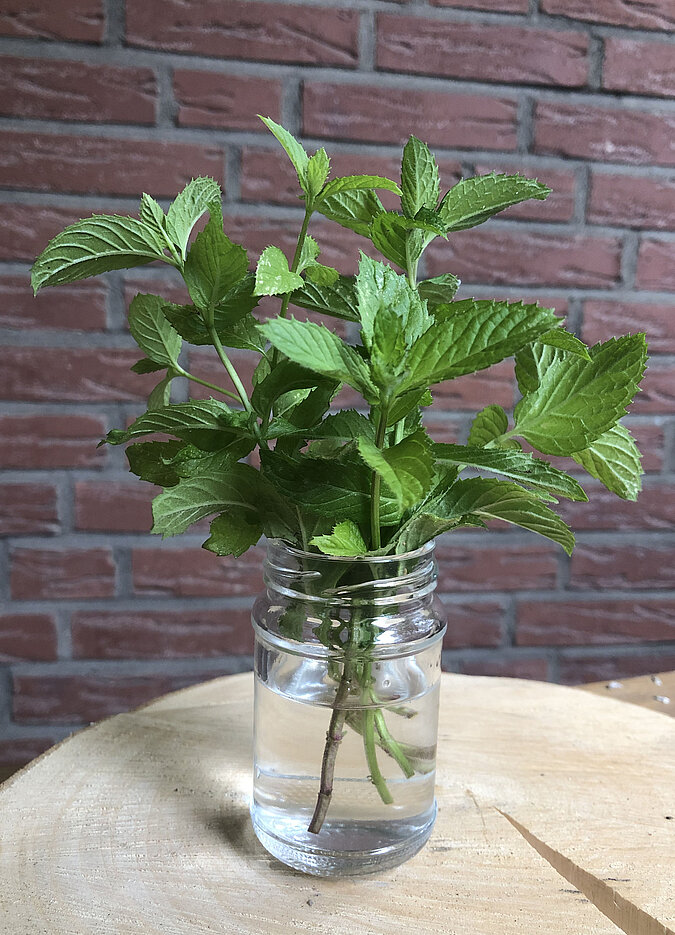 Gemüse Regrow Minze