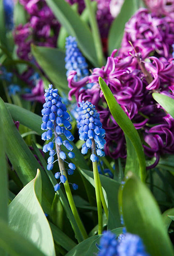blumenzwiebeln hyazinthen bluete ibulb 01
