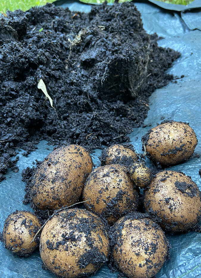 Gemüse vermehren Regrowing Kartoffel