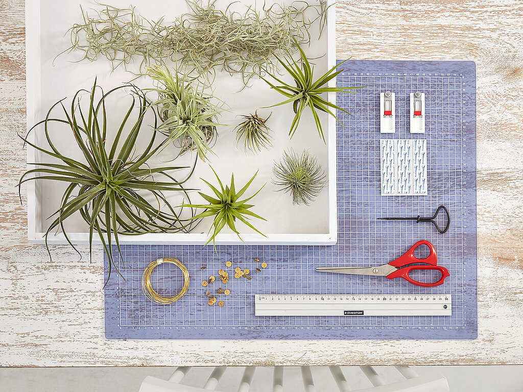 Wanddeko mit Pflanzen als DIY-Projektübersicht, Materialien und Werkzeuge für eine kreative Pflanzenwand mit Luftpflanzen und Holzrahmen vorbereitet