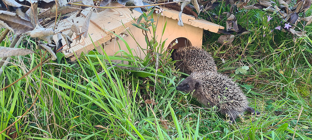 selbstgebautes Igelhaus aus Holz mit Igel davor