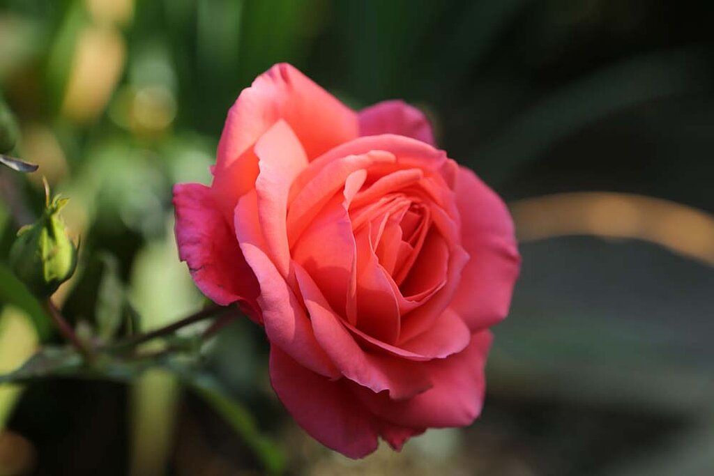 Rose pflanzen 