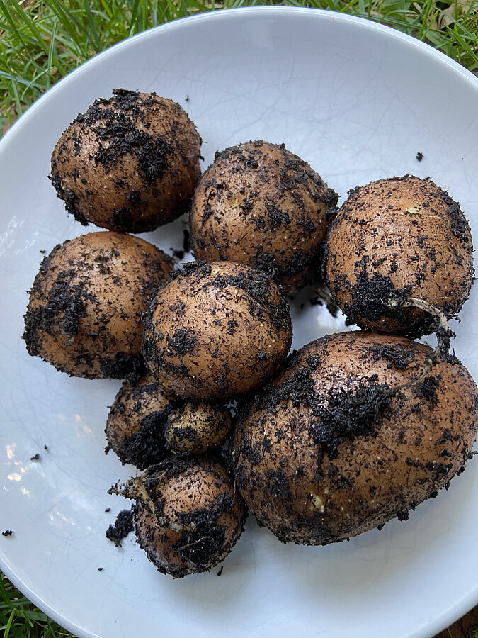 Gemüse vermehren Regrowing Kartoffel