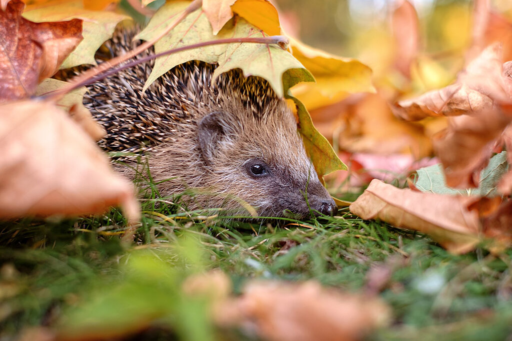 Igel Laub
