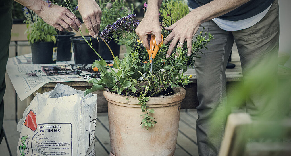 Blumentopf Garten Schere schneiden