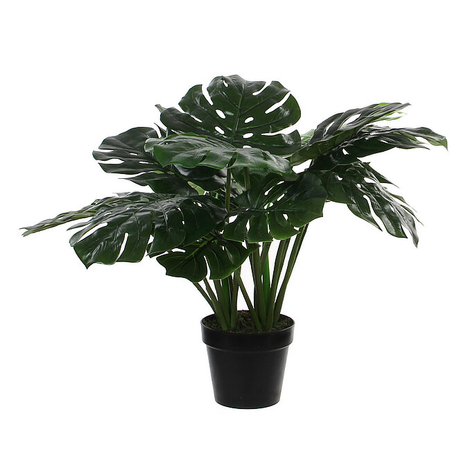 eine Monstera-Pflanze in einem Topf