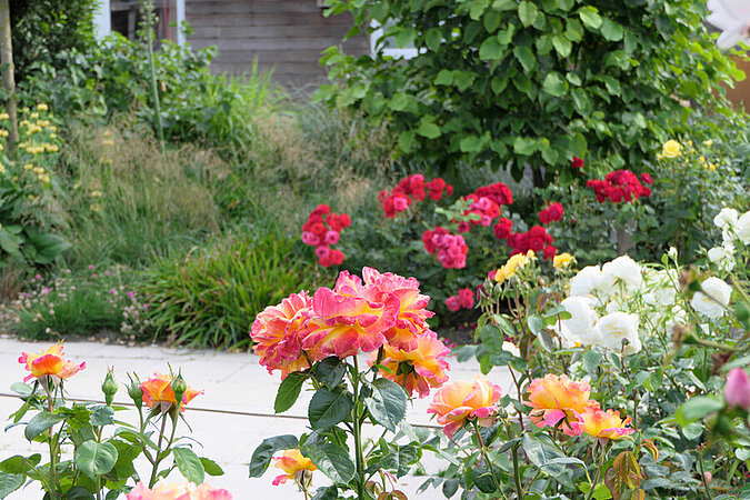 ueppig bluehende Rosenbuesche am Wegesrand