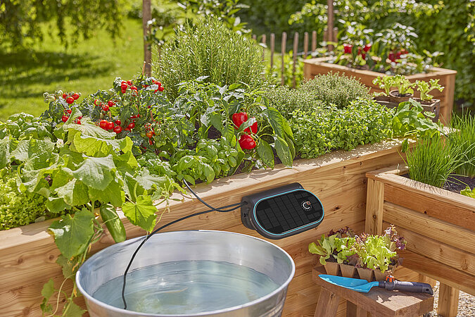 Hochbeet mit Gemuese und reifen Tomaten wird aus einem Wasserbehaelter und Schlaeuchen automatisch gegossen